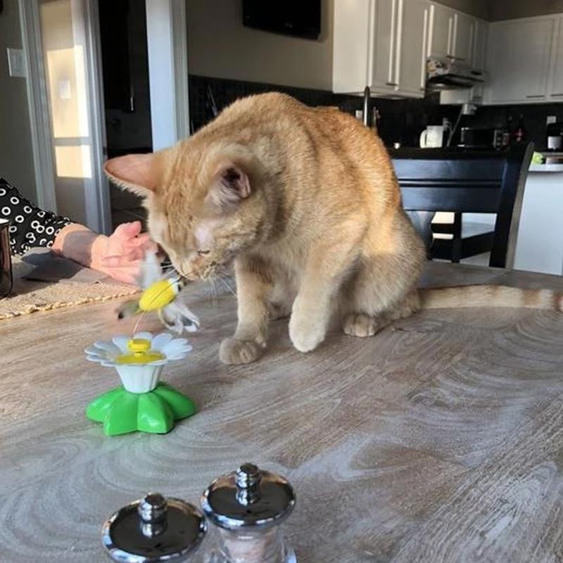 Interactive toys for cats | Ninalo™